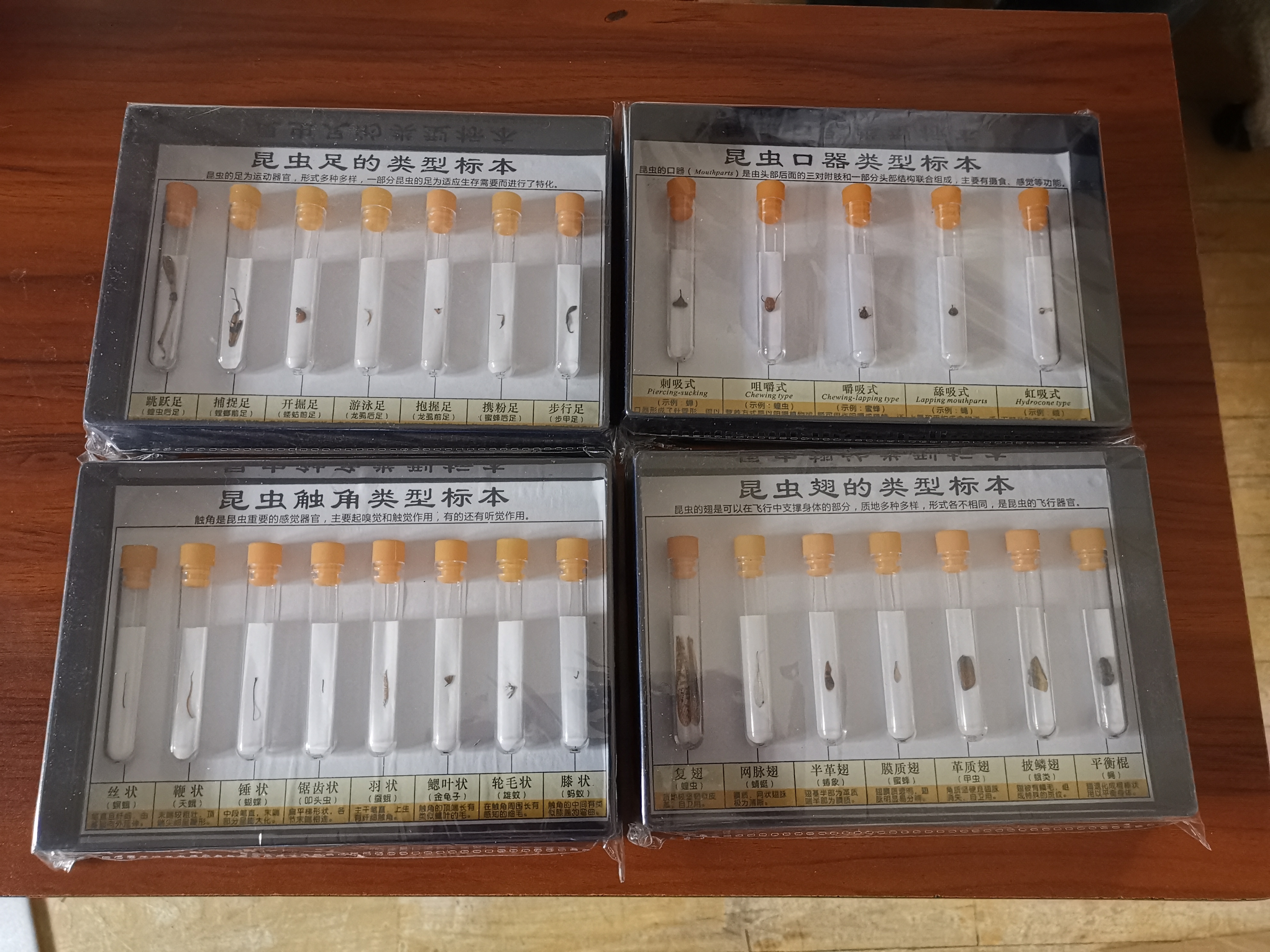 复翅网脉翅半革翅膜质翅革质翅披鳞翅平衡棍