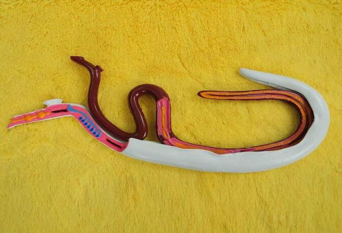 33105血吸虫模型