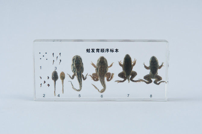 青蛙标本制作过程图片