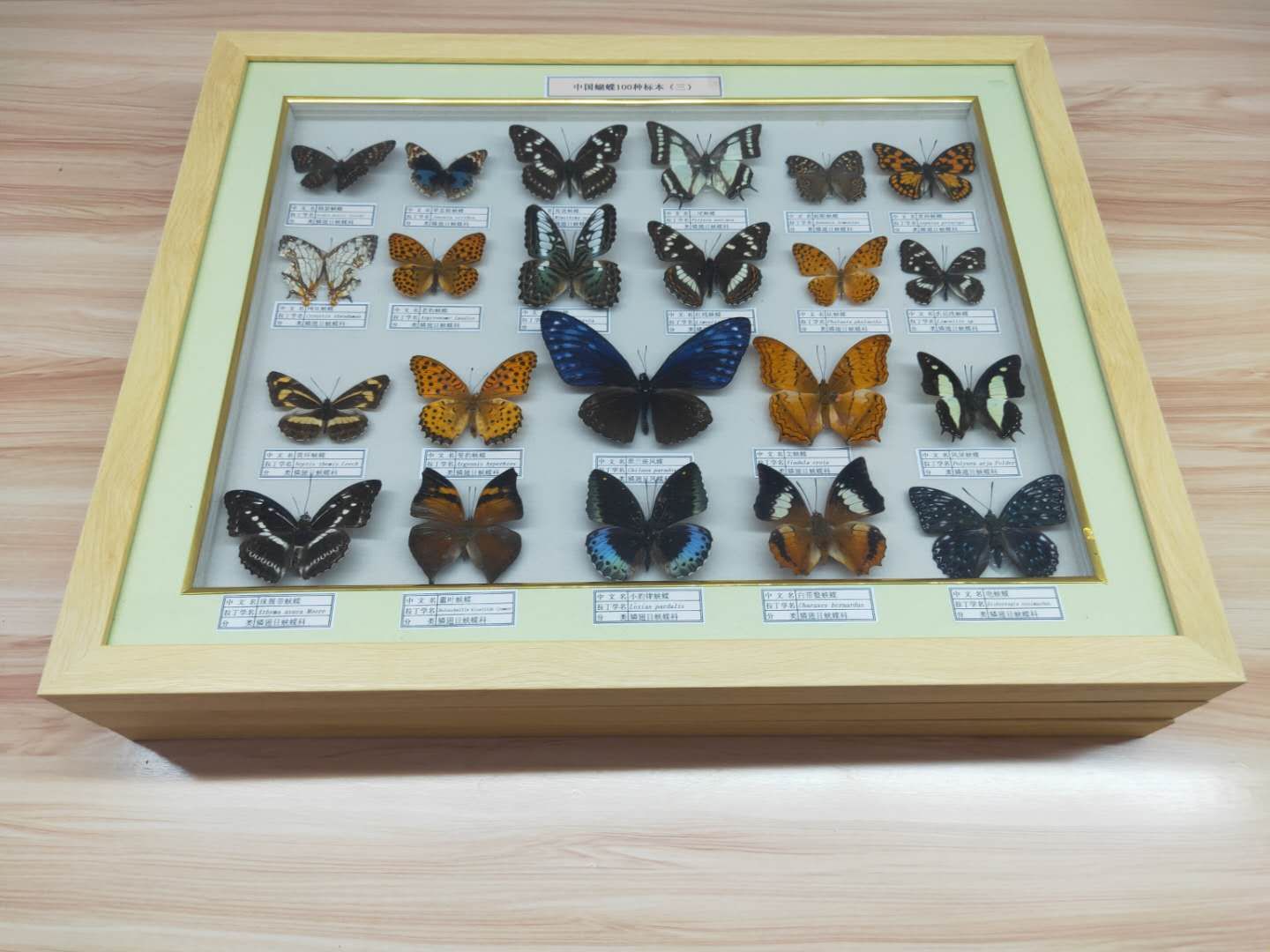 常见250种昆虫标本