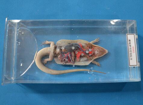 43003蜥蜴解剖浸制标本