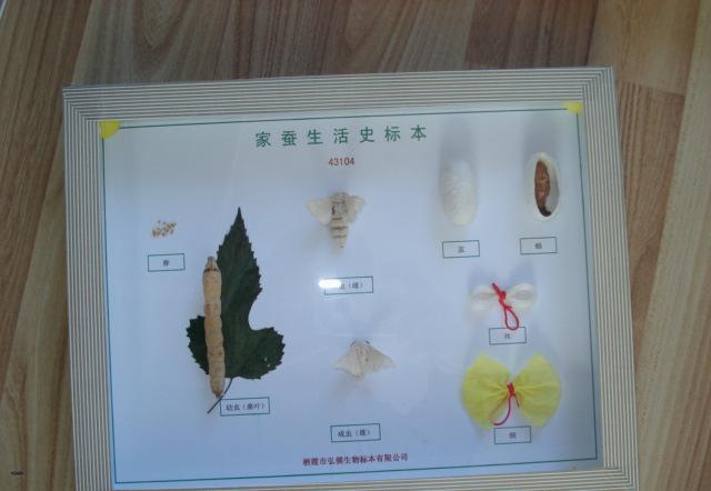 43104家蚕生活史标本(初中生物)