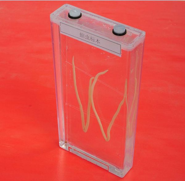 43008蛔虫标本(初中生物) - 湖北广之应科技有限公司